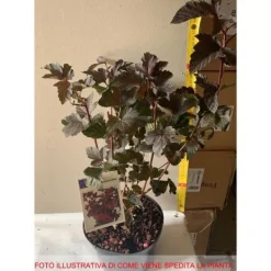 Best 1 PLANTA AV PHYSOCARPUS OPULIFOLIUS ANDRE KÅPA 17CM lövfällande Buskar