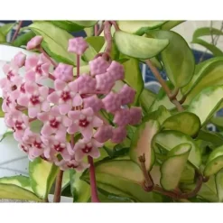 1 PLANTA HOYA KRIMSON QUEEN VAXBLUMMA VAS 12CM Perennier
