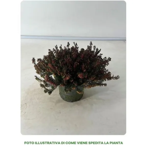 Discount 1 RÖD HEATH PLANTA I 12CM KRUKA, UTEVÄXTER, STÄNDIGGRÖN, BALKONGBLOMMNAR Trädgårdsväxter