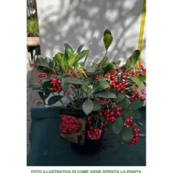 Sale 1 SKIMMIA JAPONICA DESIRE VÄXT I KRUKA 19CM Krukväxter Inomhus