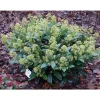 1 SKIMMIA JAPONICA FINCHY VAS 15CM Buskar
