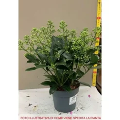 1 SKIMMIA JAPONICA FINCHY VAS 15CM Buskar