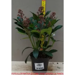 Outlet 1 SKIMMIA RUBELLA VÄXTA 12CM GRÖN Buskar