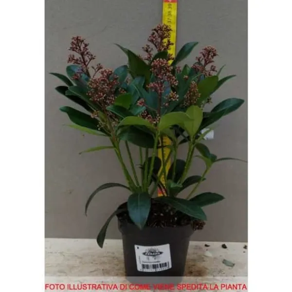 Outlet 1 SKIMMIA RUBELLA VÄXTA 12CM GRÖN Buskar