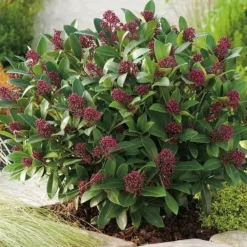 1 SKIMMIA RUBELLA VÄXTFYLLDD 13CM EVIGGRÖN