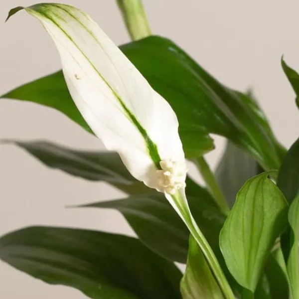 1 SPATHIPHYLLUM PEARL VÄXTSKÅL 9CM SPATIFILLO INNEVÄXTI