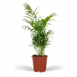 2 st. Chamaedorea Elegans Inomhusväxter Ø17 cm, Höjd ca 55 cm