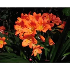 Clearance 1 ST CLIVIA MINIATA APPELSIN I KRUKA 15CM Perenner, städsegröna Krukväxter Inomhus