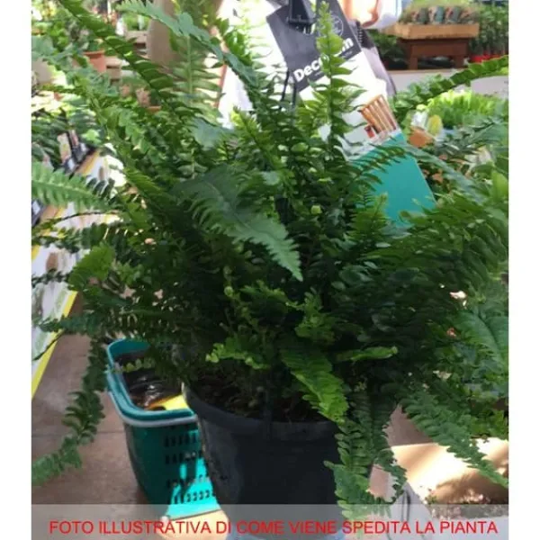 Outlet 1 ST FÄRNA GREEN LADY KRUKA 17CM Krukväxter Inomhus