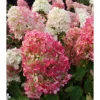 1 ST HYDRANGEA ORTENSIA PANICULATA DIAMANT ROUGE KRUKA 18CM lövfällande Buskar