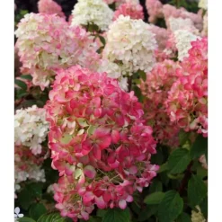 1 ST HYDRANGEA ORTENSIA PANICULATA DIAMANT ROUGE KRUKA 18CM lövfällande Buskar