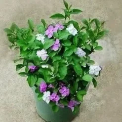 10 st Jasminfrön Fängslande Brunfelsia Latifolia frön krukväxt för trädgårdsgården Krukväxter Inomhus