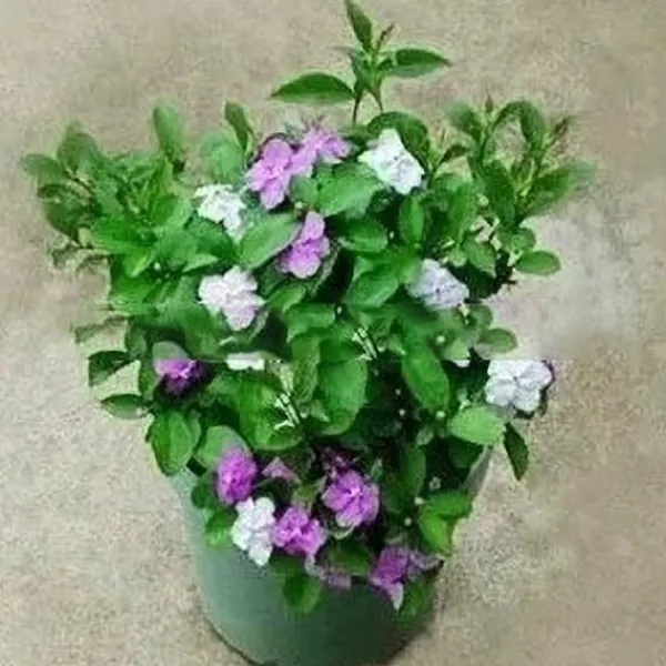 10 st Jasminfrön Fängslande Brunfelsia Latifolia frön krukväxt för trädgårdsgården Krukväxter Inomhus