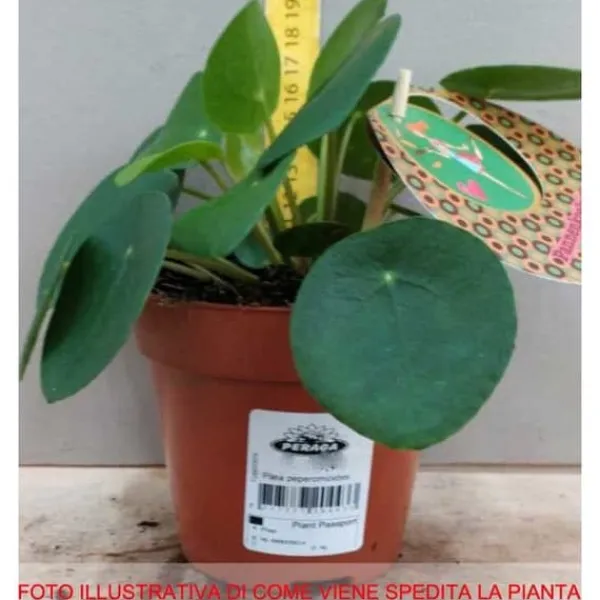 1 ST PILEA PEPEROMIOIDES PENNINGSPLANTA KRUKA 15CM för inomhusbruk