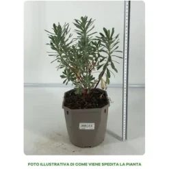1 STICK EUPHORBIA CHARACIS SILVER EDG I TOPP 17CM, UTOMPLANTER, PERENNE