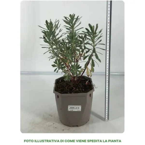 1 STICK EUPHORBIA CHARACIS SILVER EDG I TOPP 17CM, UTOMPLANTER, PERENNE