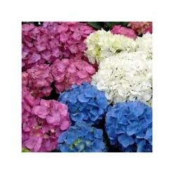 Discount 1 STICK HYDRANGEA MACROPHYLLA ASSORTERADE FÄRGER KRUKA 22CM VÄXTER UTE GÅRD Buskar