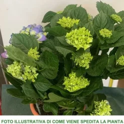 Discount 1 STICK HYDRANGEA MACROPHYLLA ASSORTERADE FÄRGER KRUKA 22CM VÄXTER UTE GÅRD Buskar