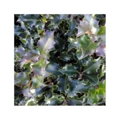 1 STJÄRNLIG ILEX AGRIFOGLIO MESERVEAE KRUKA 12CM vintergrön