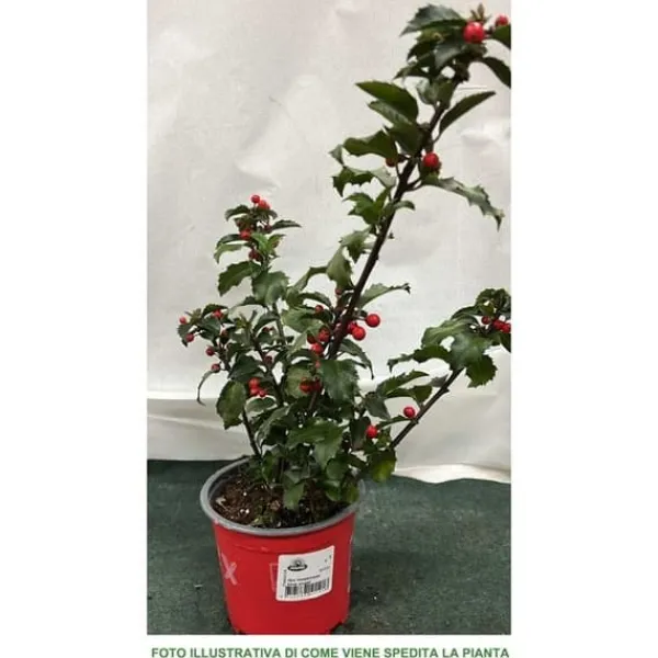 1 STJÄRNLIG ILEX AGRIFOGLIO MESERVEAE KRUKA 12CM vintergrön