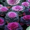 Sale 1 STYCK KÅL VÄXTER BRASSICA KRUKA 14CM, VÄXTER FÖR UTOMHUSBRUK Trädgårdsväxter