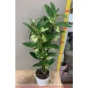 New 1 STYCK ORKIDÉ DENDROBIUM FUXIA ELLER VIT ASSORTERAD I KRUKA 12CM Krukväxter Inomhus