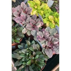 Outlet 3 STYCKEN AJUGA REPTANS MIX AV VARIANTER KRUKA 10.5CM Perennier Trädgårdsväxter