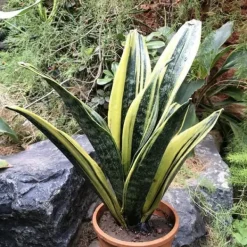 Outlet 1 STYGA SANSEVIERIA GOLD FLAME I KRUKA 17CM FÖR INOMHUS APPARTEMENT SVAIGARENS TUNGA Krukväxter Inomhus
