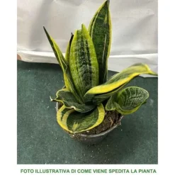 Outlet 1 STYGA SANSEVIERIA GOLD FLAME I KRUKA 17CM FÖR INOMHUS APPARTEMENT SVAIGARENS TUNGA Krukväxter Inomhus