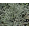 1 VEXT BUSH DI LONICERA SILVER BEAUTY PERENNE Buskar