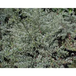 1 VEXT BUSH DI LONICERA SILVER BEAUTY PERENNE Buskar