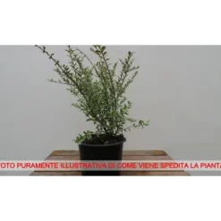 1 VEXT BUSH DI LONICERA SILVER BEAUTY PERENNE Buskar