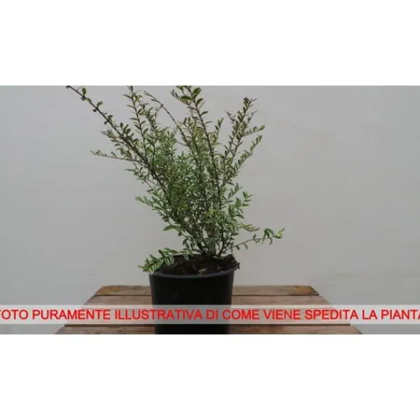 1 VEXT BUSH DI LONICERA SILVER BEAUTY PERENNE Buskar