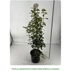 1 VIBURNUM TINUS VÄXTA 18CM UTOMHUSVÄXTER
