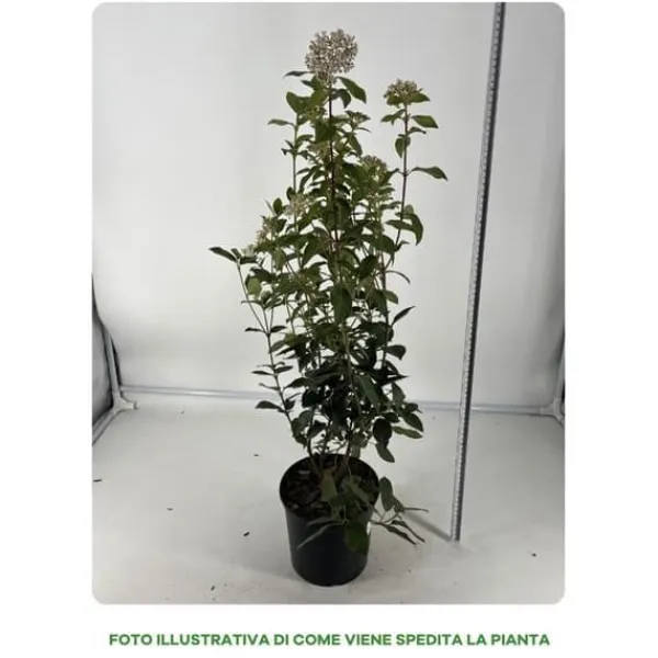 1 VIBURNUM TINUS VÄXTA 18CM UTOMHUSVÄXTER
