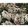 Best 1 VIBURNUM TINUS VÄXTER I KRUKA 17CM EVIGGRÖN BUSKE Buskar