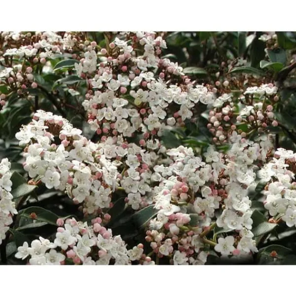 Best 1 VIBURNUM TINUS VÄXTER I KRUKA 17CM EVIGGRÖN BUSKE Buskar