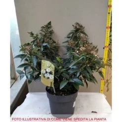 Best 1 VIBURNUM TINUS VÄXTER I KRUKA 17CM EVIGGRÖN BUSKE Buskar
