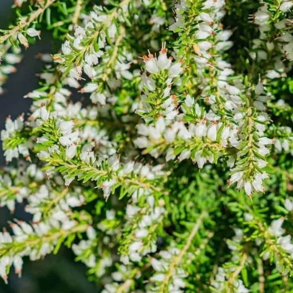 1 VIT ERICA PERFEKTION I TERRACOTTAKÄL 12CM, UTOMHUSVÄXTER, EVIGGRÖN, BALKONBLOMMAR