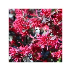 1 VÄX TILL LOROPETALUM LOROPETALO TRO POTT 19CM