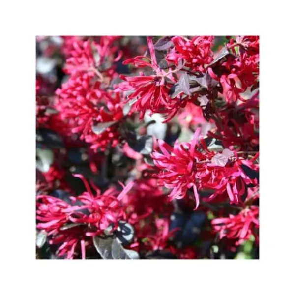 1 VÄX TILL LOROPETALUM LOROPETALO TRO POTT 19CM