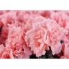 Discount 1 VÄXT AV AZALEA INDICA HORTINNO ASSORTERADE FÄRGER KRUKA 13CM Blommor