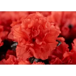 Discount 1 VÄXT AV AZALEA INDICA HORTINNO ASSORTERADE FÄRGER KRUKA 13CM Blommor