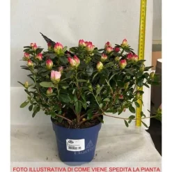 Discount 1 VÄXT AV AZALEA INDICA HORTINNO ASSORTERADE FÄRGER KRUKA 13CM Blommor