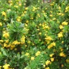 1 VÄXT AV BERBERIS BUXIFOLIA NANA KRUKA 14CM