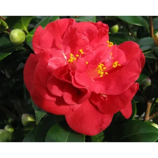 Discount 1 VÄXT AV CAMELIA JAPONICA WHEELER KRUKA 17CM Blommor