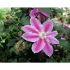 Sale 1 VÄXT AV CLEMATIS PAT. DR RUPPEL KRUKA 16CM Blommor