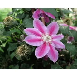 Sale 1 VÄXT AV CLEMATIS PAT. DR RUPPEL KRUKA 16CM Blommor