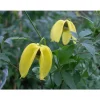 New 1 VÄXT AV CLEMATIS TIBETANA TANGUSTICA BIL KRUKA 16CM clematide Blommor