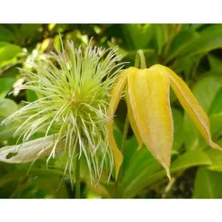 New 1 VÄXT AV CLEMATIS TIBETANA TANGUSTICA BIL KRUKA 16CM clematide Blommor
